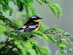 Male Magnolia Warbler